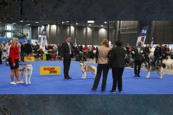 Shelby CACIB Brno 25.01.2026